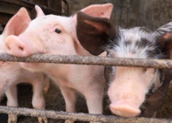 Refrenda Jalisco liderazgo nacional en producción pecuaria