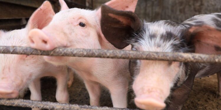 Refrenda Jalisco liderazgo nacional en producción pecuaria