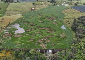 Concluye Gobierno de Jalisco retiro total de maleza acuática en la Presa El Durazno