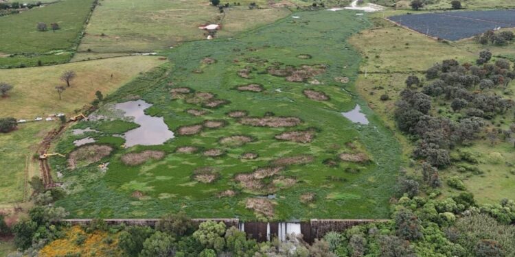 Concluye Gobierno de Jalisco retiro total de maleza acuática en la Presa El Durazno
