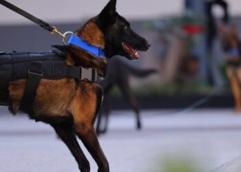 Gobierno de Zapopan suma nueve perros adiestrados a la estrategia de seguridad