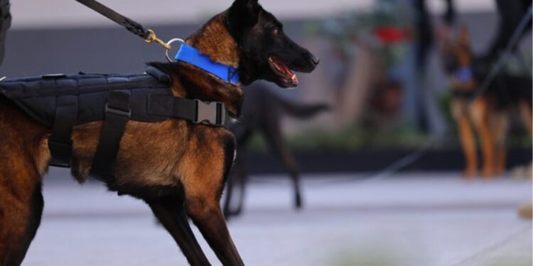 Gobierno de Zapopan suma nueve perros adiestrados a la estrategia de seguridad