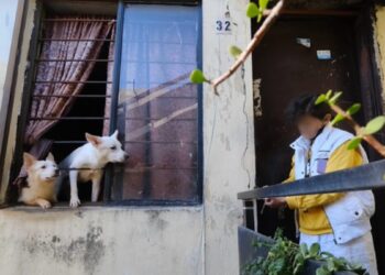 Rescatan a 52 caninos de un departamento en Guadalajara