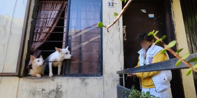 Rescatan a 52 caninos de un departamento en Guadalajara
