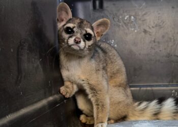 Rescata y reintegra Gobierno de Tlajomulco a su hábitat a un cacomixtle