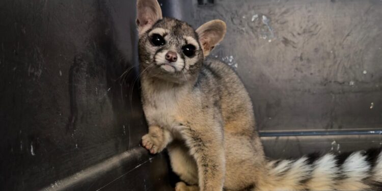 Rescata y reintegra Gobierno de Tlajomulco a su hábitat a un cacomixtle