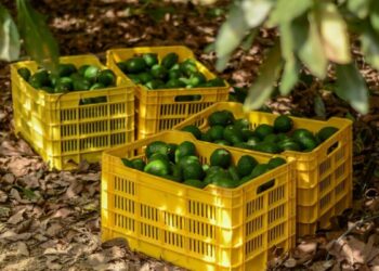 Impulsa SADER Jalisco declaratoria para tres municipios y tres zonas agroecológicas como libres de plagas del aguacate 