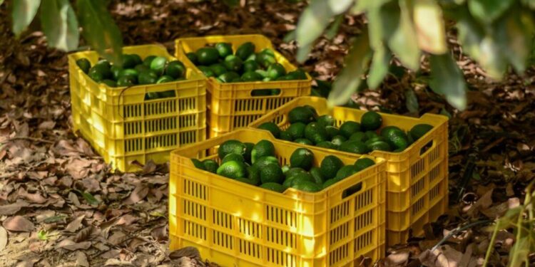 Impulsa SADER Jalisco declaratoria para tres municipios y tres zonas agroecológicas como libres de plagas del aguacate 