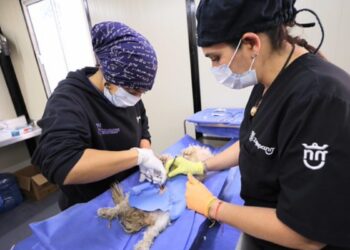 Gobierno de Zapopan cuenta con un nuevo quirófano móvil para animales de compañía