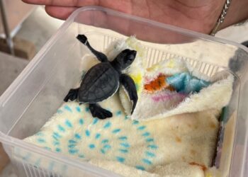 Rescata Gobierno de Tlajomulco cría de tortuga marina