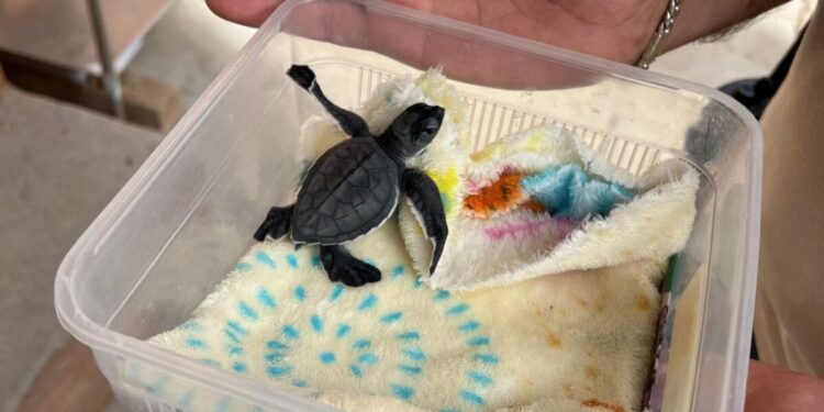 Rescata Gobierno de Tlajomulco cría de tortuga marina