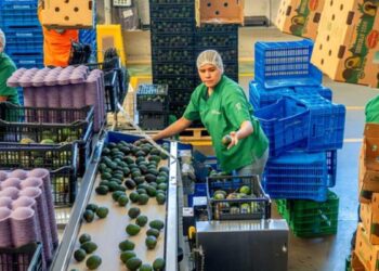 Enviará Jalisco 4 mil 390 toneladas de aguacate a Estados Unidos en 2026