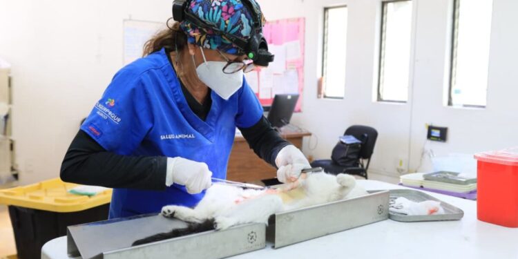 Jornada «Huellitas mundialistas» brindará atención integral a perros y gatos en San Pedro Tlaquepaque