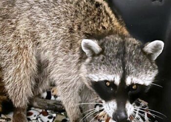 Rescata URFST de Tlajomulco a mapache atrapado en un pozo de absorción