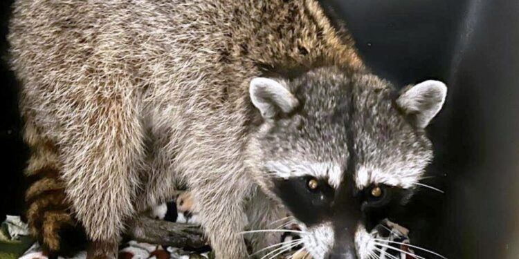 Rescata URFST de Tlajomulco a mapache atrapado en un pozo de absorción