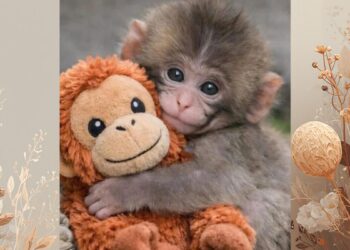 “Punch”: el changuito que conmovió a millones en redes