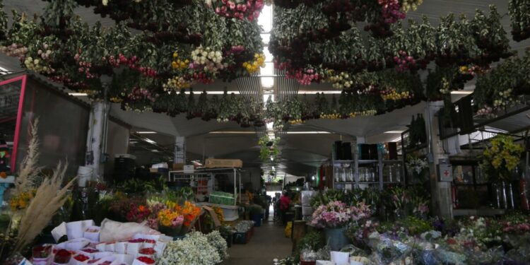 Crece hasta 25 por ciento demanda de rosas por Día del Amor y la Amistad en Jalisco