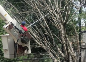 Lanza Gobierno de Tlaquepaque operativo de retiro de árboles secos y en riesgo por temporal de lluvias 2026