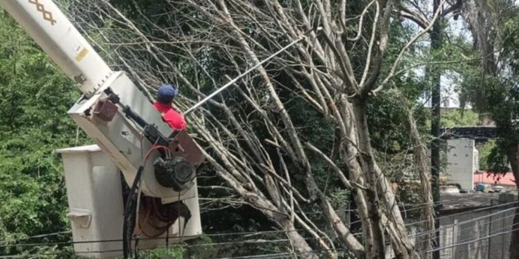 Lanza Gobierno de Tlaquepaque operativo de retiro de árboles secos y en riesgo por temporal de lluvias 2026