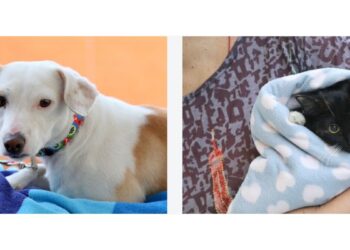 Gobierno de Tlajomulco impulsa el cuidado responsable de mascotas con campañas permanentes