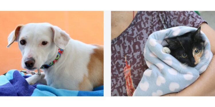 Gobierno de Tlajomulco impulsa el cuidado responsable de mascotas con campañas permanentes
