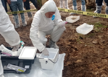 Fortalece Jalisco plan de acción ante posible presencia de plaga que afecta al plátano