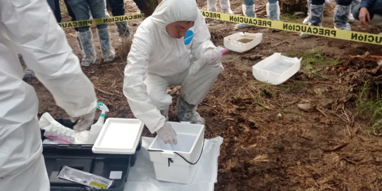 Fortalece Jalisco plan de acción ante posible presencia de plaga que afecta al plátano